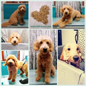 Doodle Teddy | Youngster im Puppycut